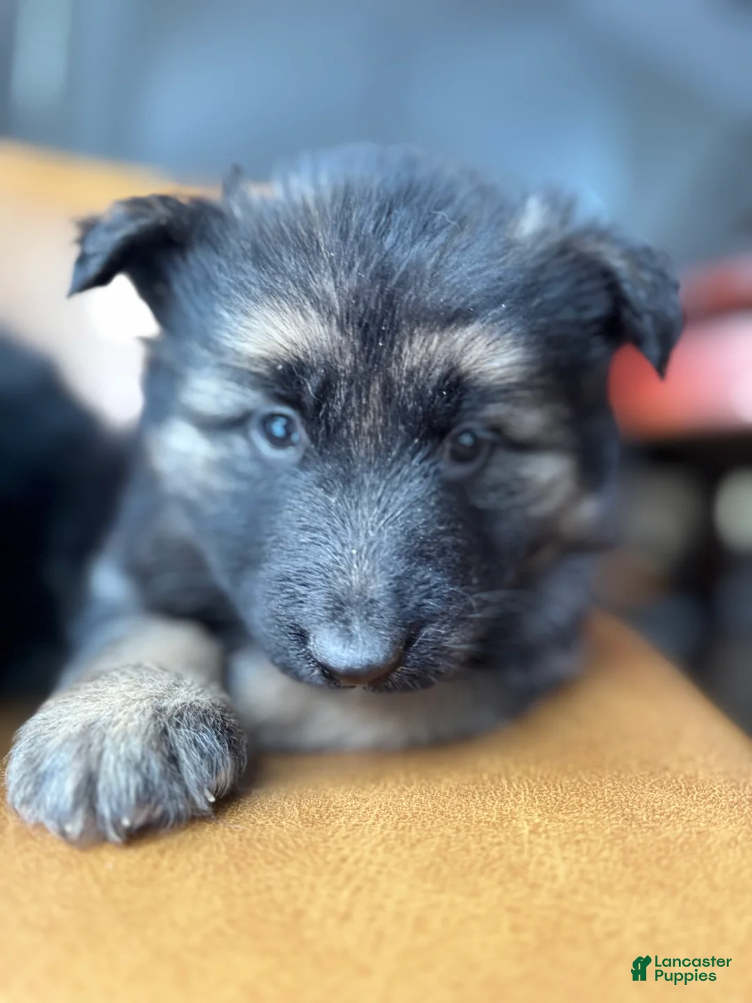 German Shepherd dogs for sale: Zara - Ad 4