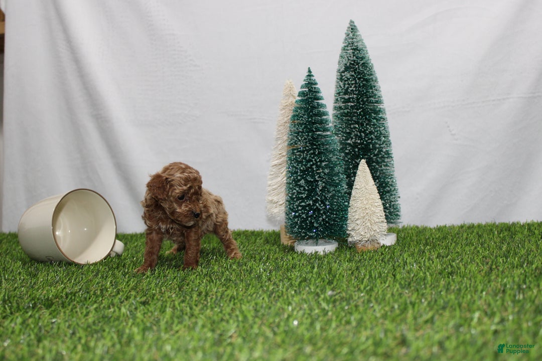 Toy Poodle dogs for sale: Ali - Ad 5