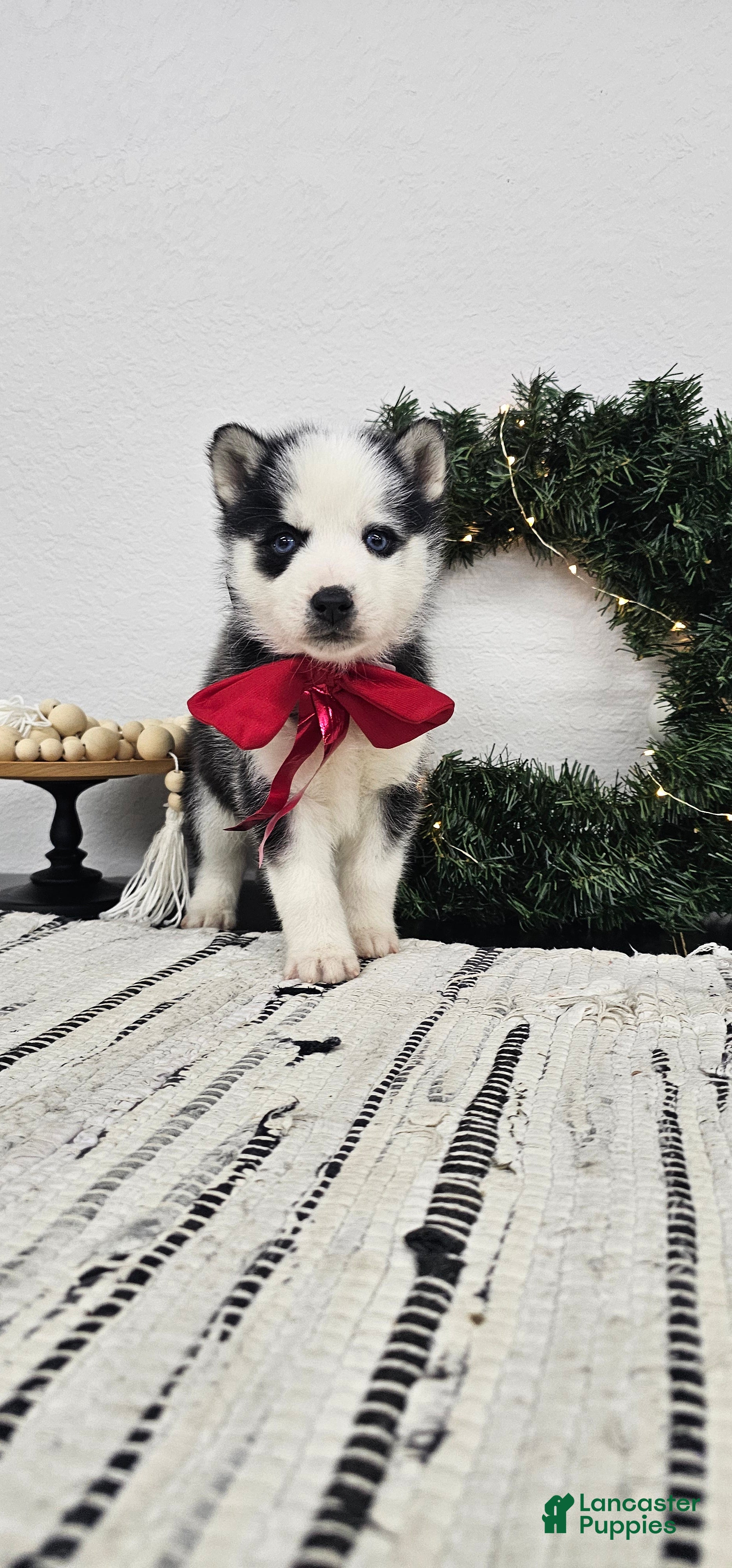 Siberian Husky dogs Archie - Ad 11