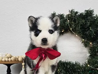 Siberian Husky dogs Archie - Ad 17