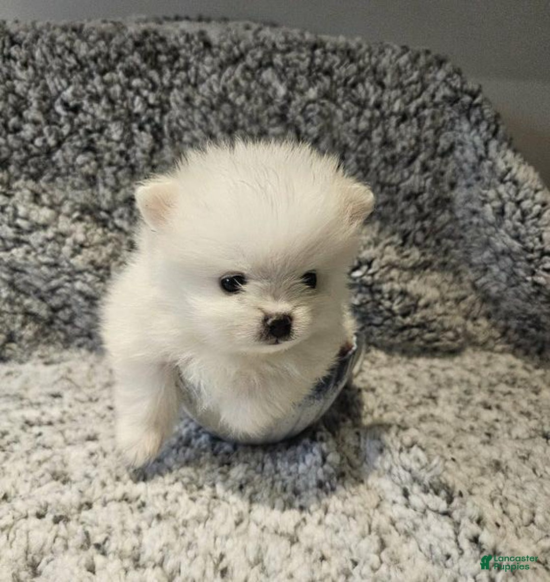 Pomeranian dogs for sale: Stella - Ad 1