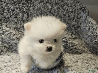 Pomeranian dogs Stella - Ad 29