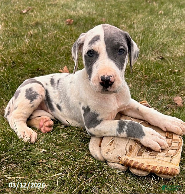 Great Dane dogs Tessa - Ad 1