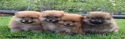 Pomeranian dogs for sale: Jasper - Ad 3