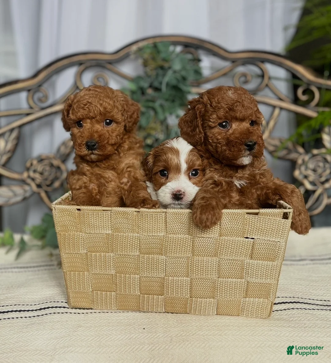 Miniature Poodle dogs for sale: Baby Giggles❤️🐾AKC Genetic Health Tested❤️Call 717-529-1907 - Ad 2