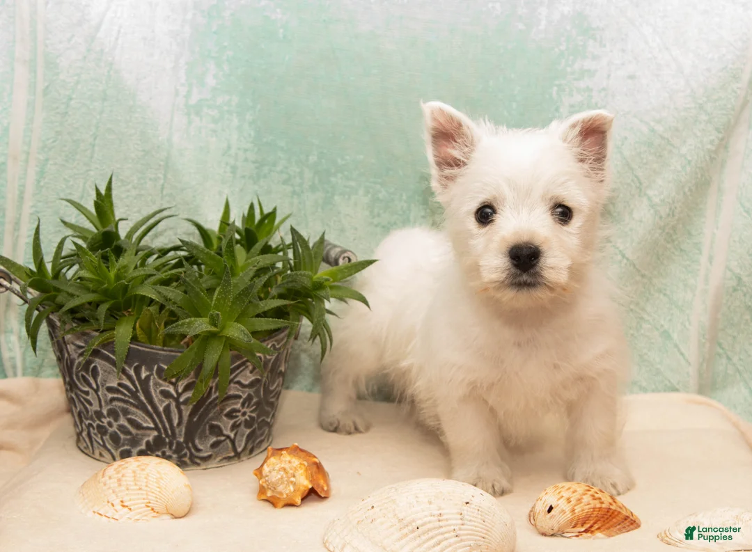 West Highland Terrier dogs for sale: SeaShell - Ad 1