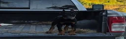 Doberman Pinscher dogs for sale: Azarel - Ad 4