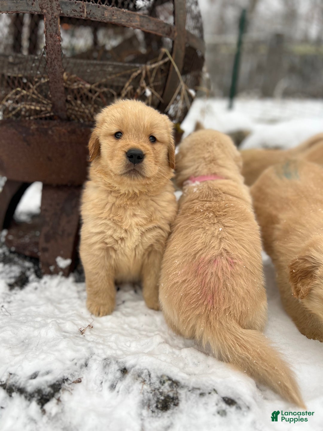 Golden Retriever dogs for sale: Golden Retriever Puppy orange  - Ad 11