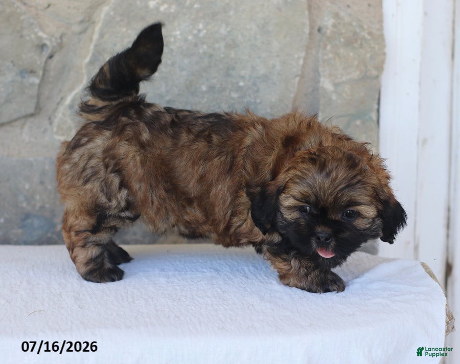 Shih Tzu dogs Reno - Ad 2