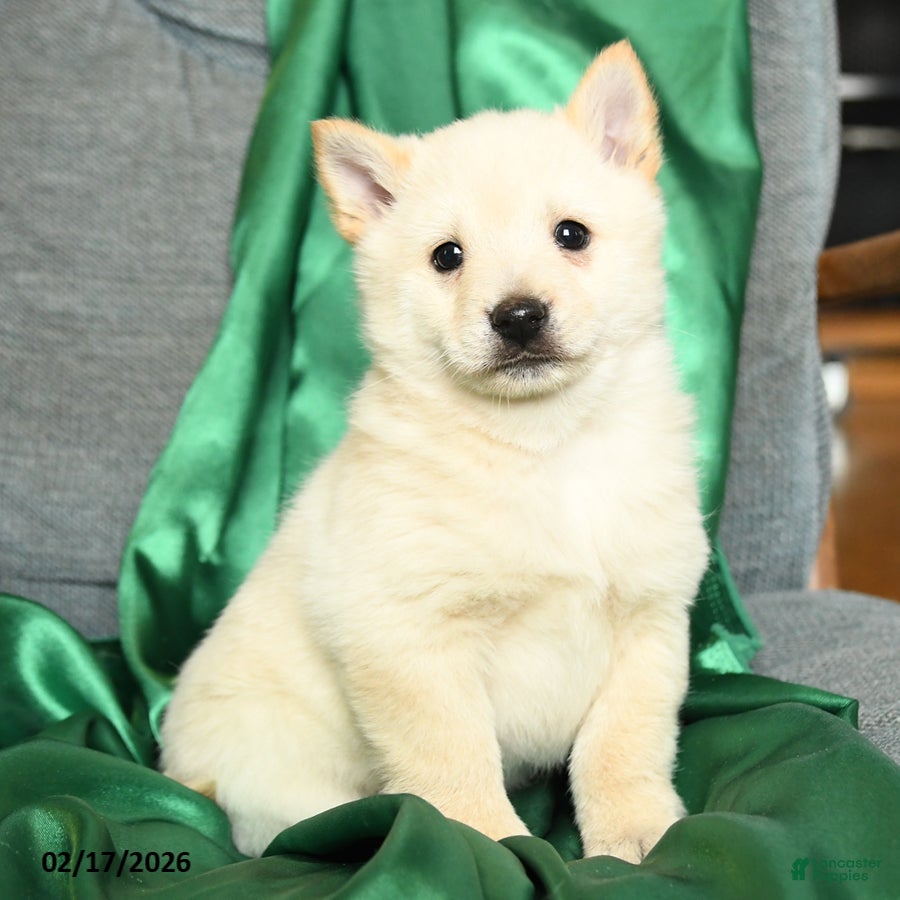 Schipperke dogs Flicker - Ad 1