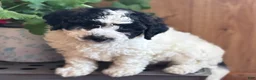 Bichpoo dogs for sale: Rascal  - Ad 10