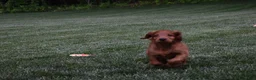 Irish Setter dogs for sale: Rascal  - Ad 3