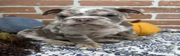 English Bulldog dogs for sale: Eric - Ad 2