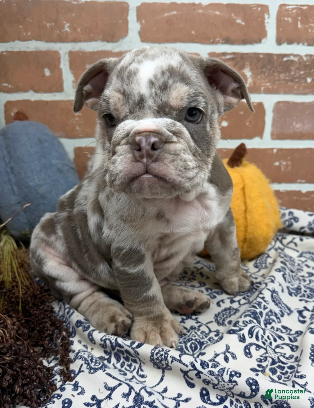 English Bulldog dogs for sale: Eric - Ad 2