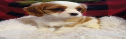 Cavalier King Charles Spaniel dogs for sale: Macy - Ad 2