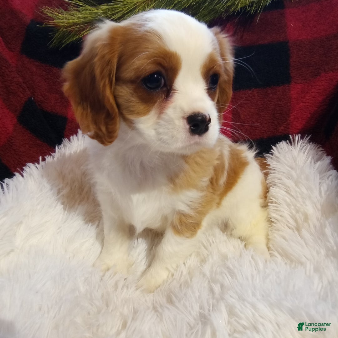 Cavalier King Charles Spaniel dogs for sale: Macy - Ad 2