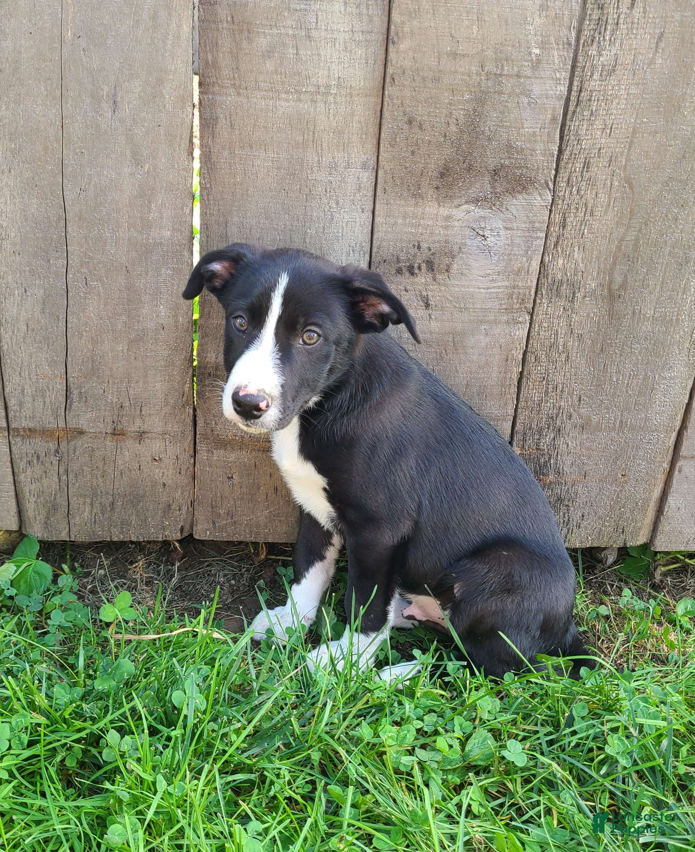 Mixed Breed dogs Garth  - Ad 25