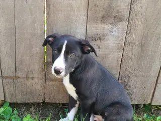 Mixed Breed dogs Garth - Ad 25