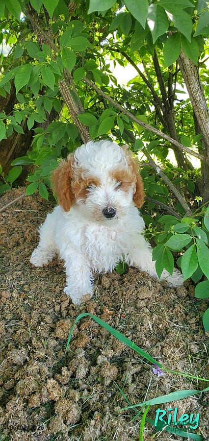 Toy Poodle dogs for sale: Riley - Ad 2