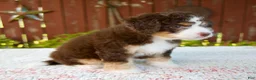Mini Bernedoodle dogs for sale: Nicole - Ad 3