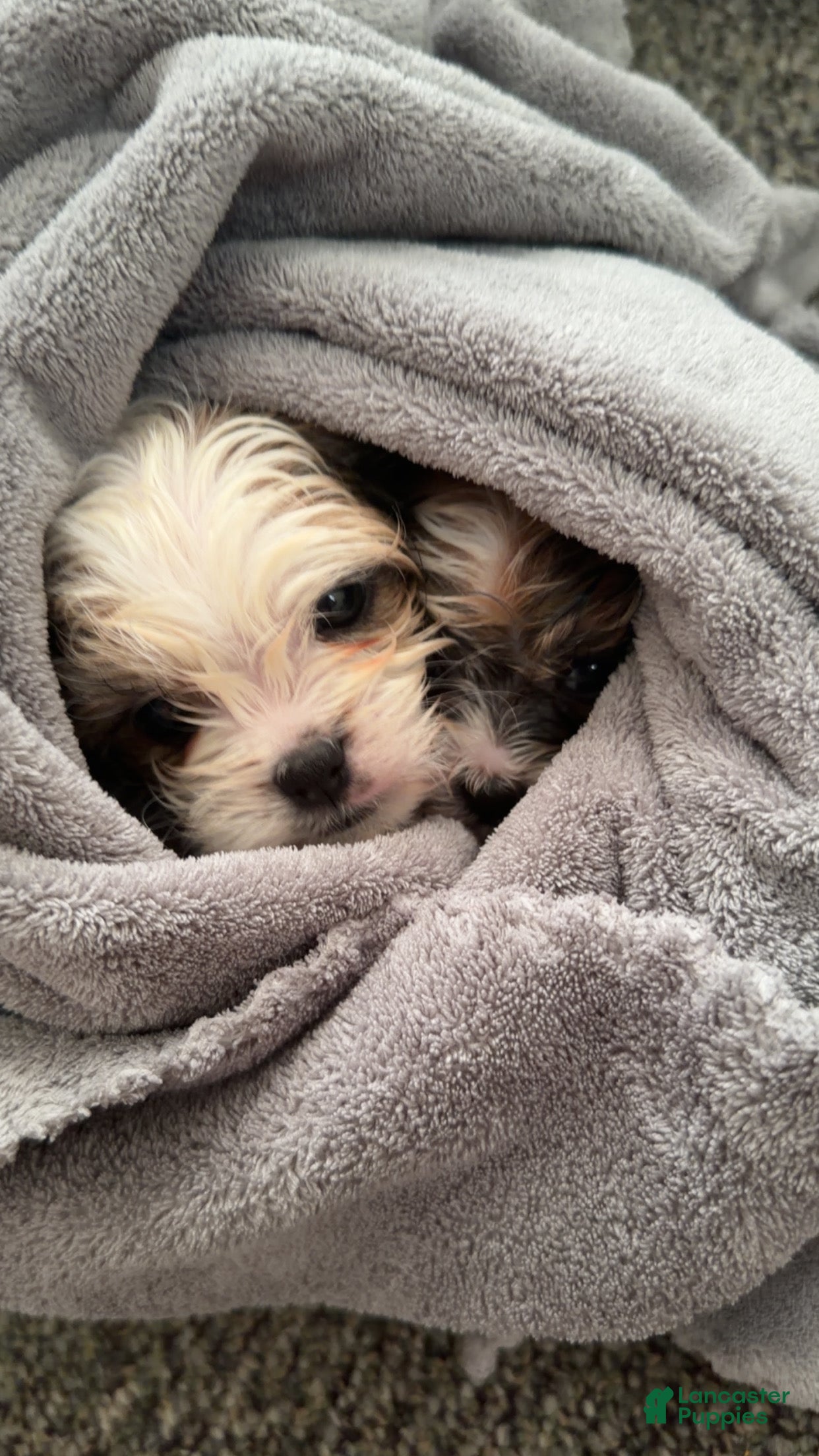 Shihpoo dogs Shihpoo Puppy 1 - Ad 39