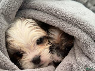 Shihpoo dogs Shihpoo Puppy 1 - Ad 39