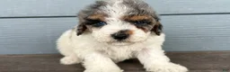 Cavapoo dogs for sale: Smudge - Ad 2