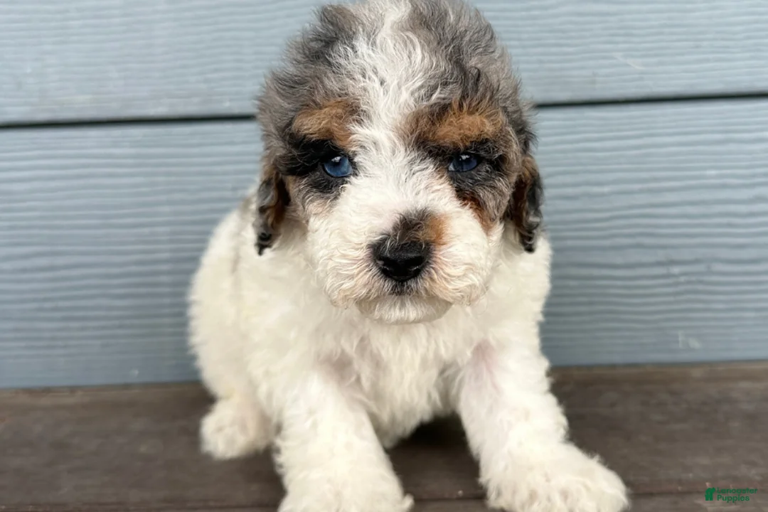 Cavapoo dogs for sale: Smudge - Ad 2