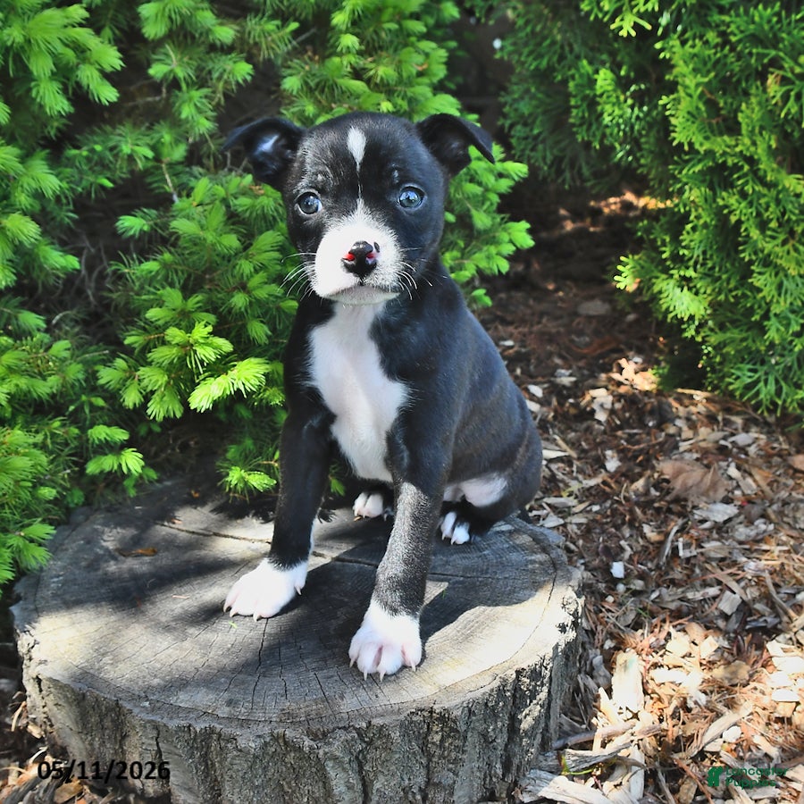 Mixed Breed dogs Justina - Ad 1