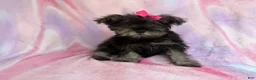 Miniature Schnauzer dogs for sale: Phoebe - Ad 3