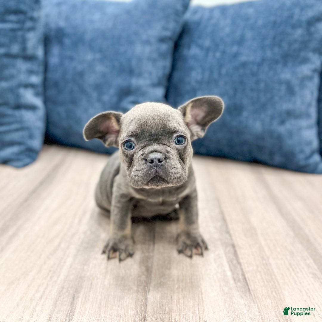 Mixed Breed dogs for sale: Denali - Ad 7