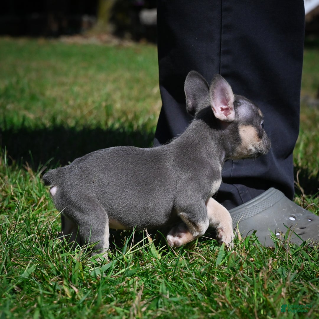 French Bulldog dogs for sale: Coco - Ad 10