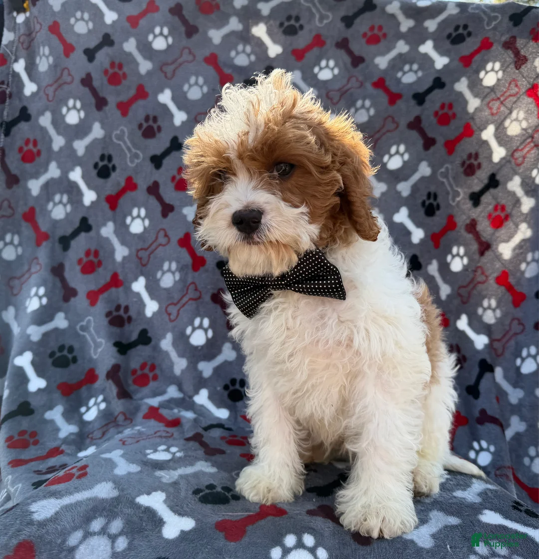 Cavapoo dogs for sale: Twix - Ad 8