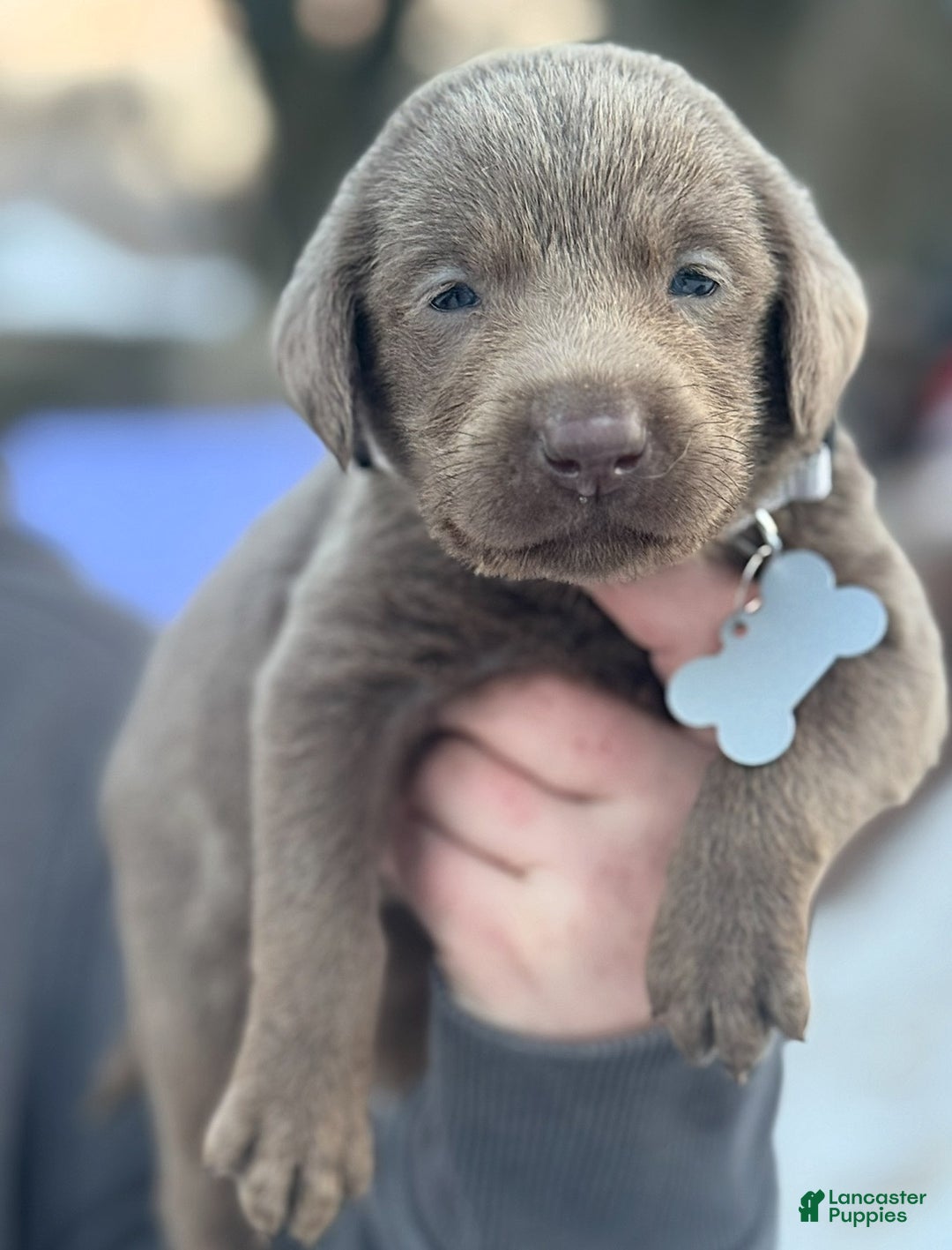 Labrador Retriever dogs for sale: Labrador Retriever Puppy 1 - Ad 15