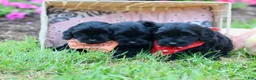 Doxiepoo dogs for sale: Angela - Ad 3
