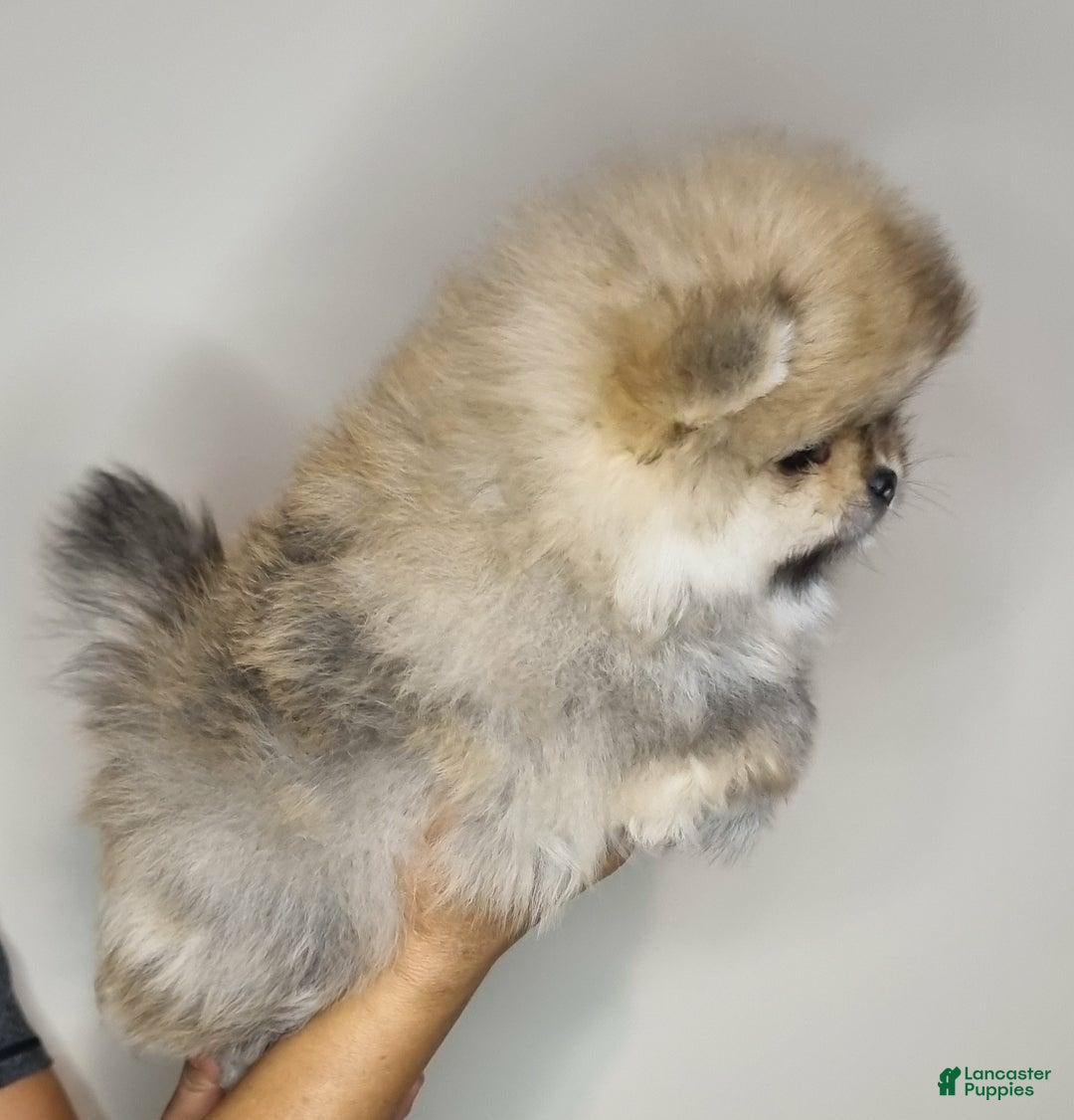 Pomeranian dogs for sale: Sofia - Ad 19