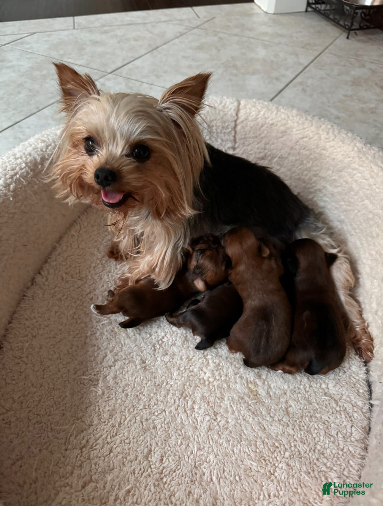 Yorkshire Terrier dogs dollface female Yorkie 1  - Ad 1