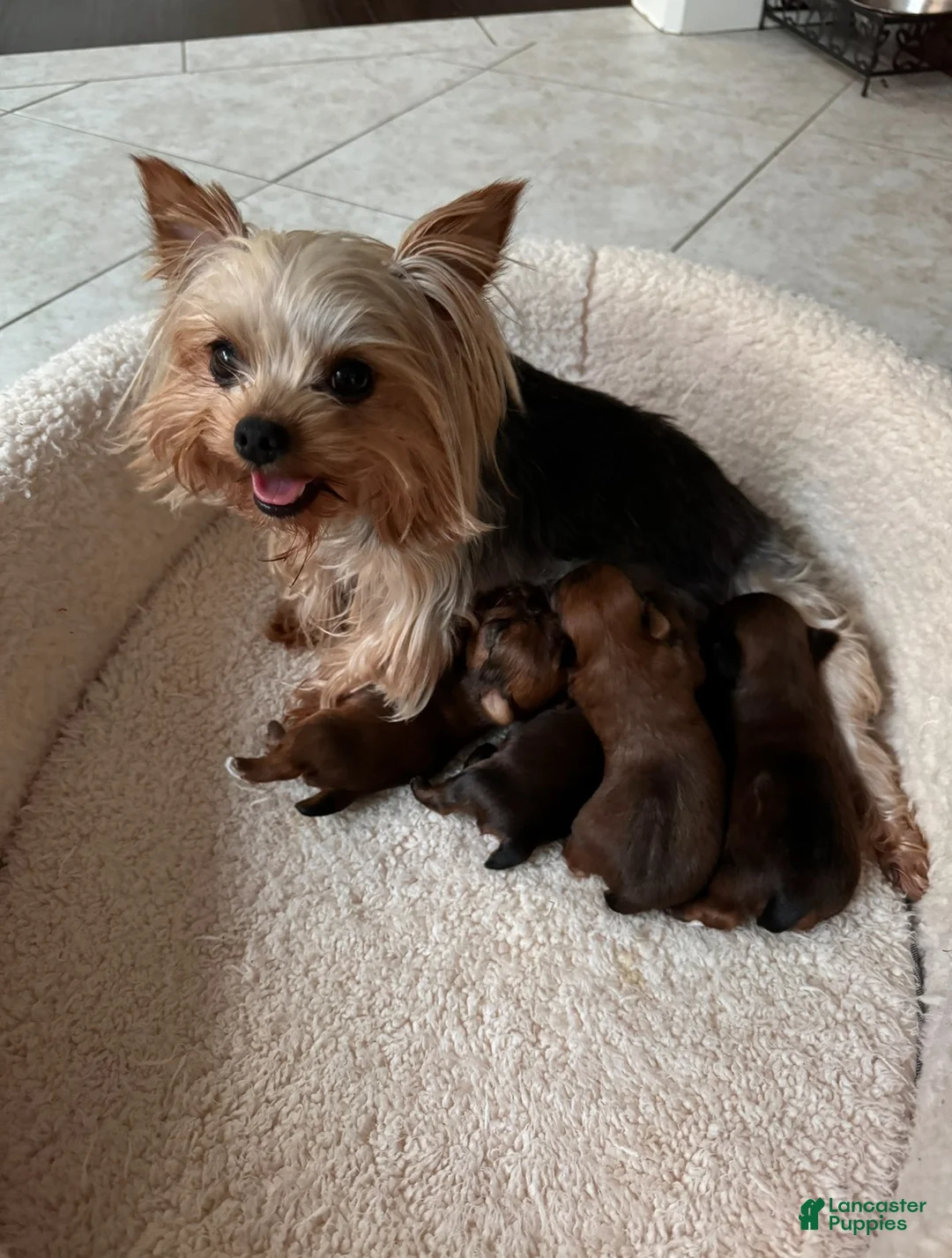 Yorkshire Terrier dogs for sale: dollface female Yorkie 1  - Ad 1