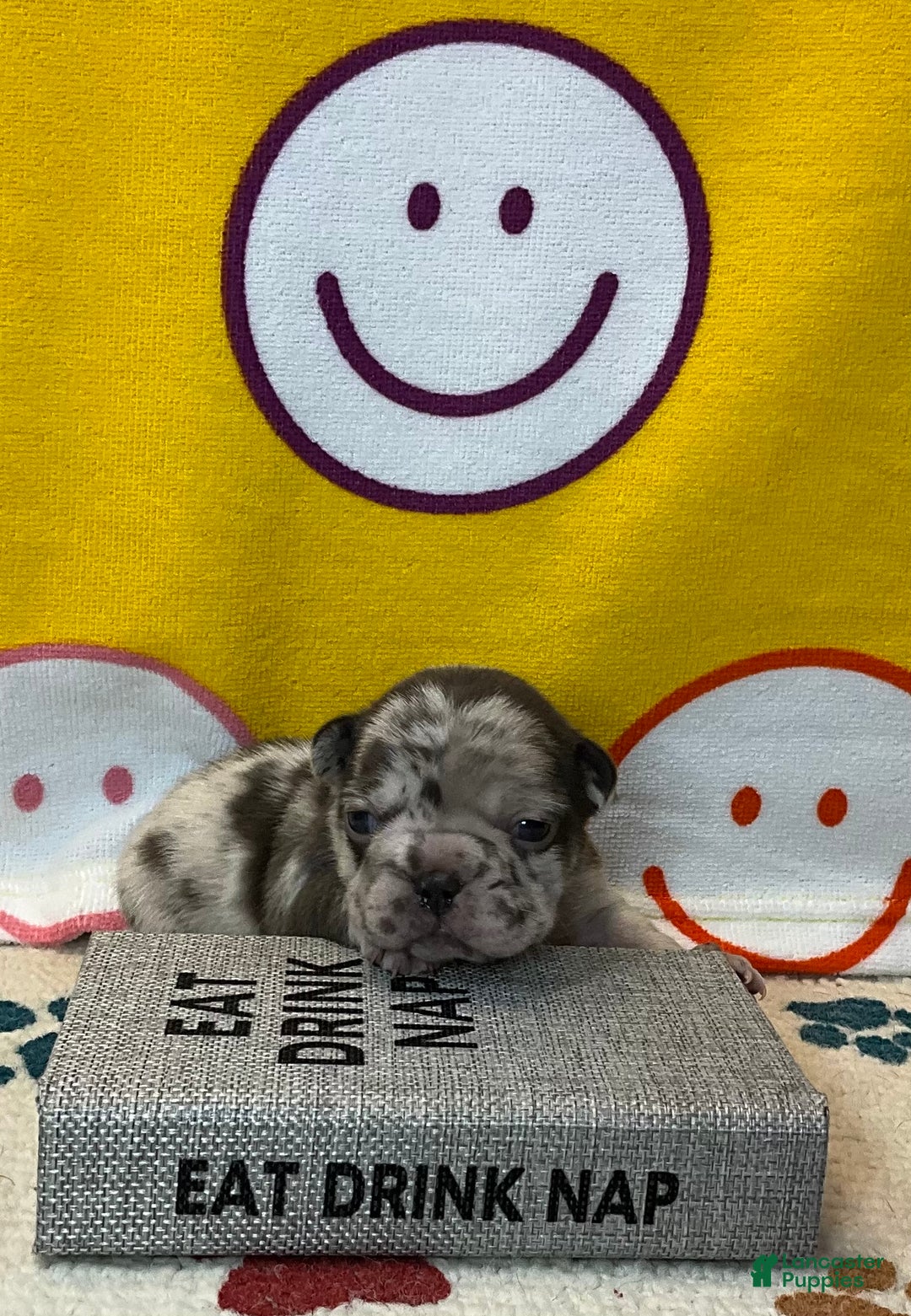 French Bulldog dogs for sale: Arrow - Ad 28