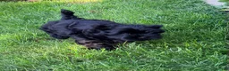 Havanese dogs for sale: Chico - Ad 2