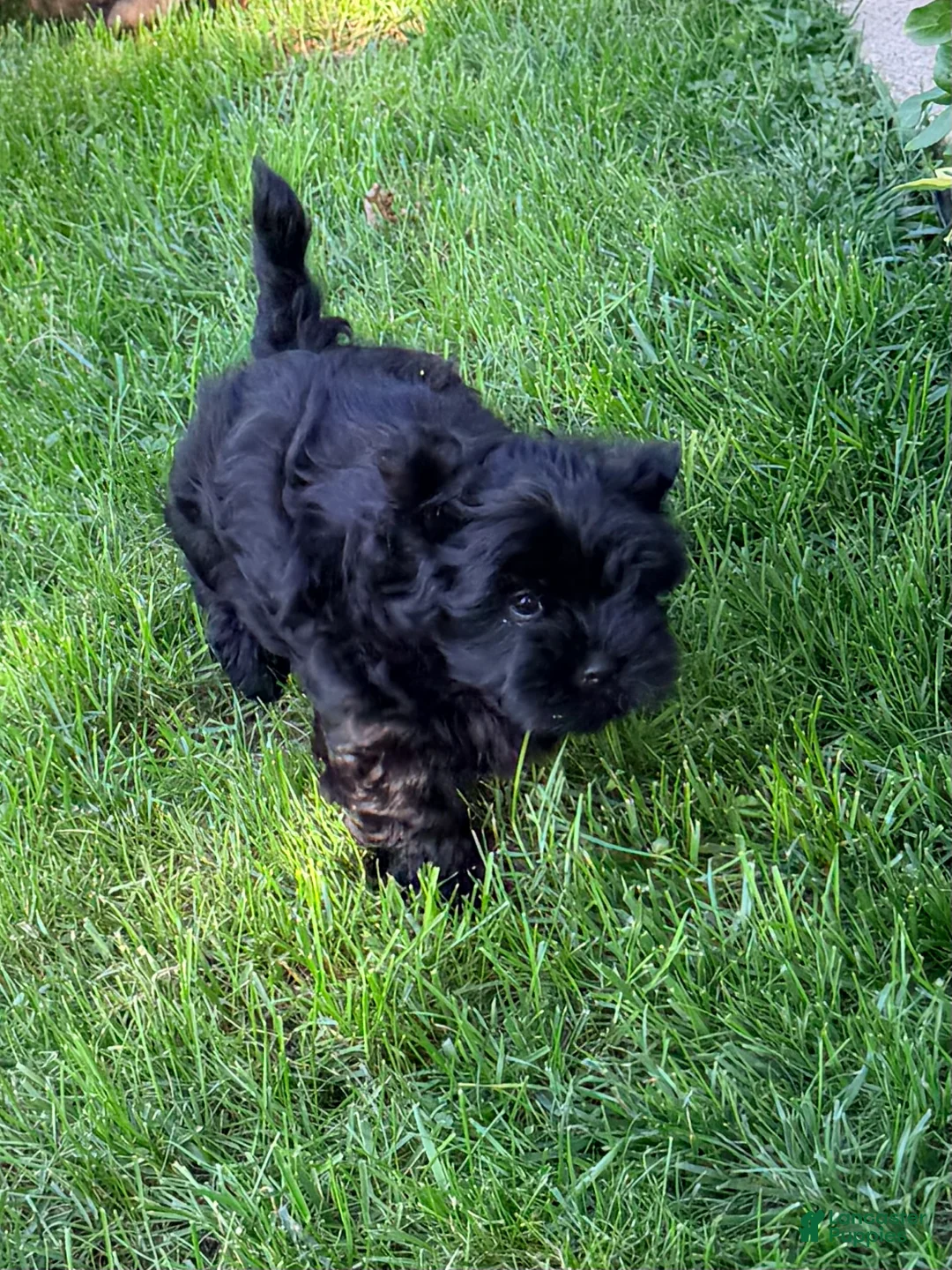 Havanese dogs for sale: Chico - Ad 2