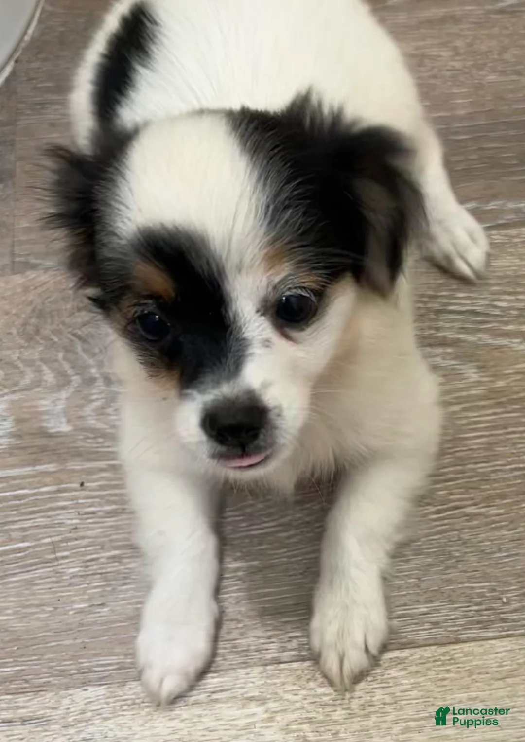 Mixed Breed dogs for sale: Teacup Female Non-shedding Puppy  - Ad 1
