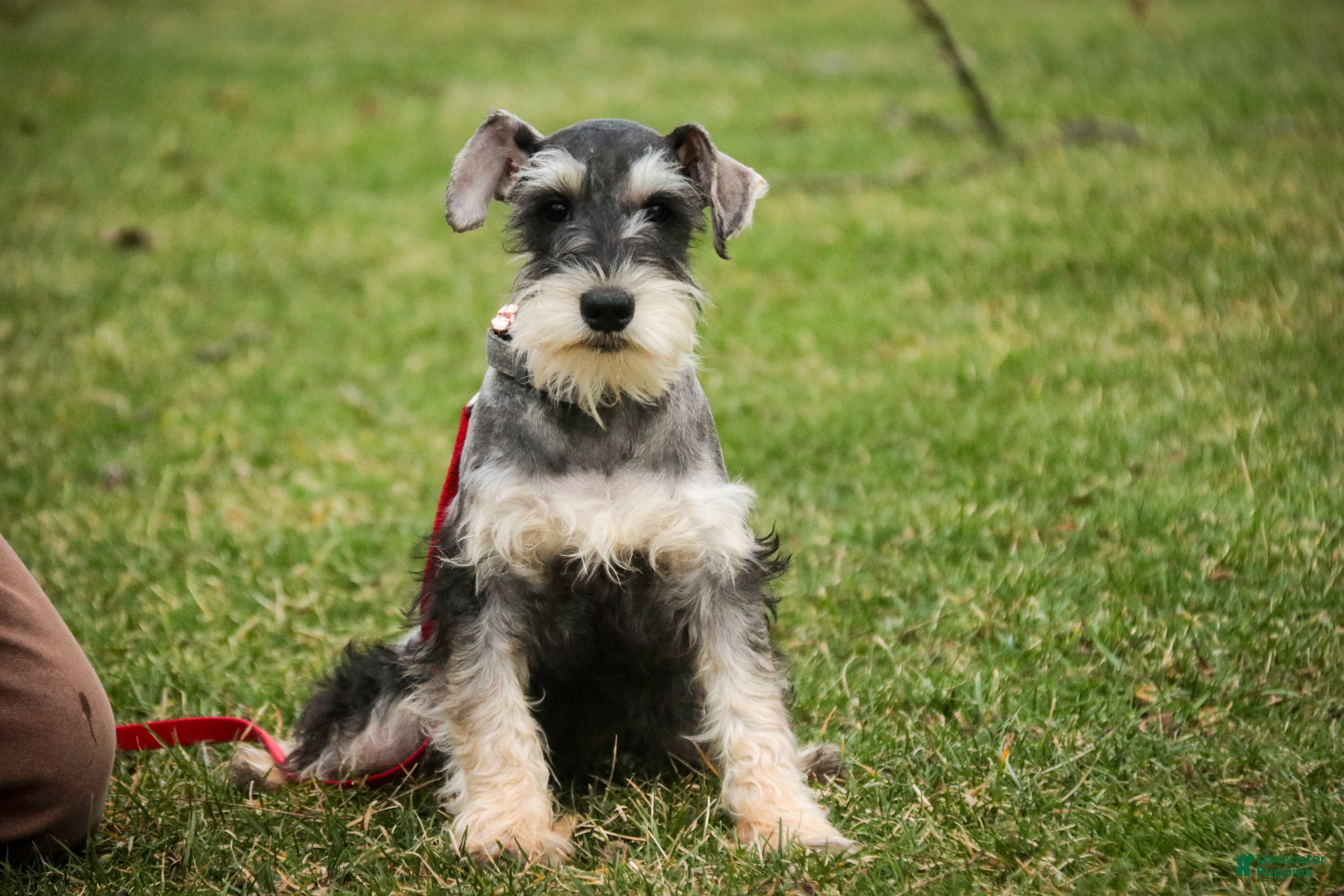 Miniature Schnauzer dogs Murphy - Ad 2