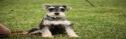 Miniature Schnauzer dogs for sale: Murphy - Ad 2