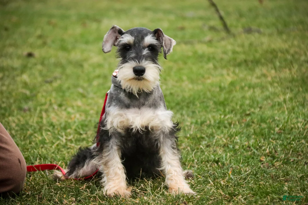 Miniature Schnauzer dogs for sale: Murphy - Ad 2