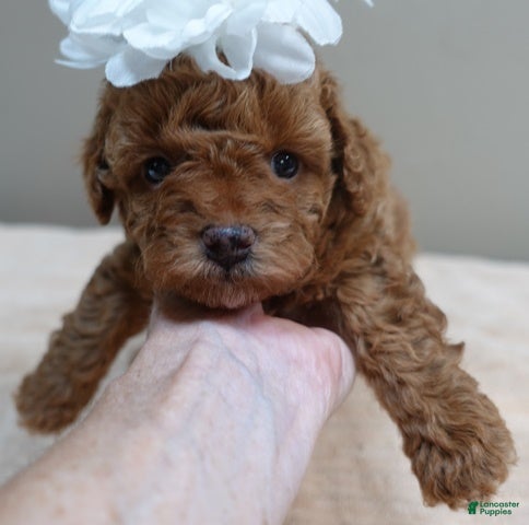 Toy Poodle dogs stunning deep red - Ad 40