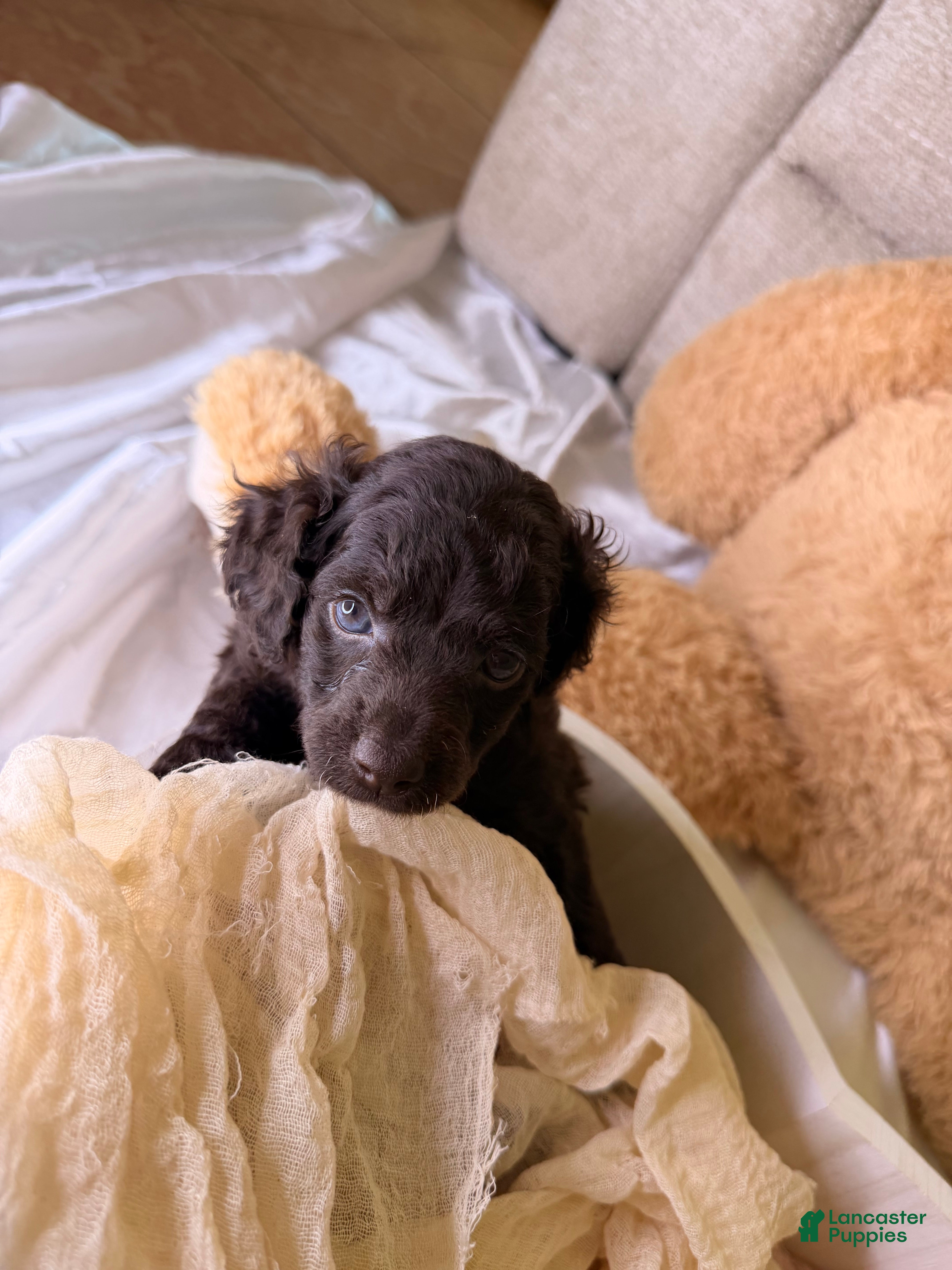 Cockapoo dogs Kendall - Ad 2