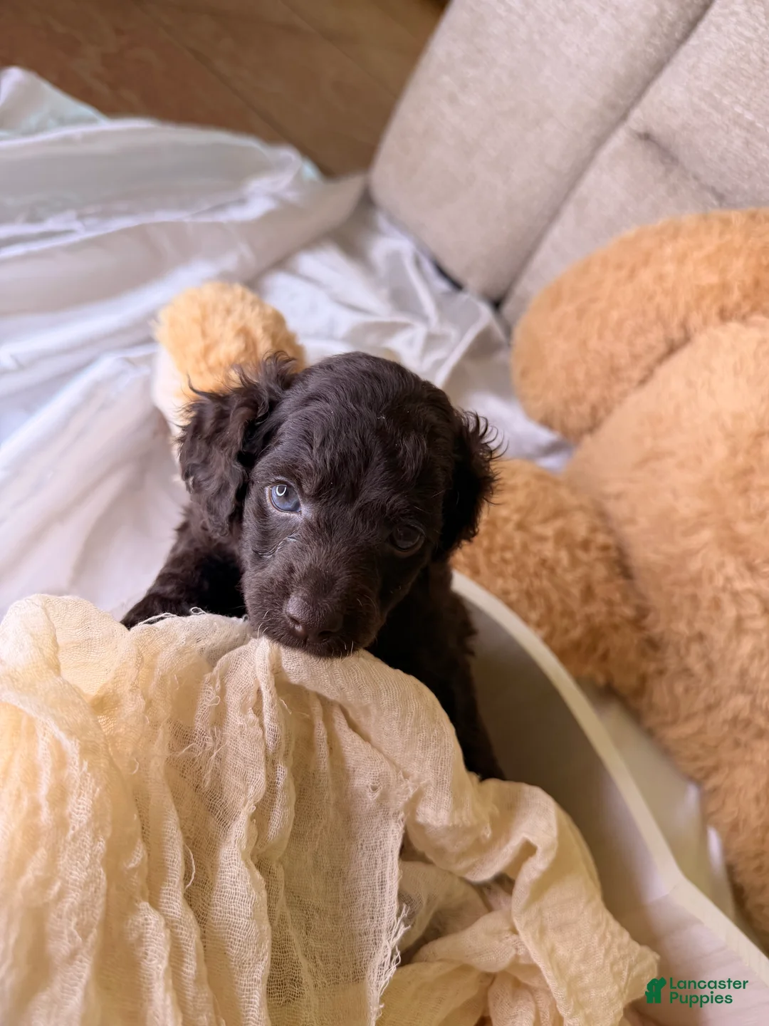 Cockapoo dogs for sale: Kendall - Ad 2