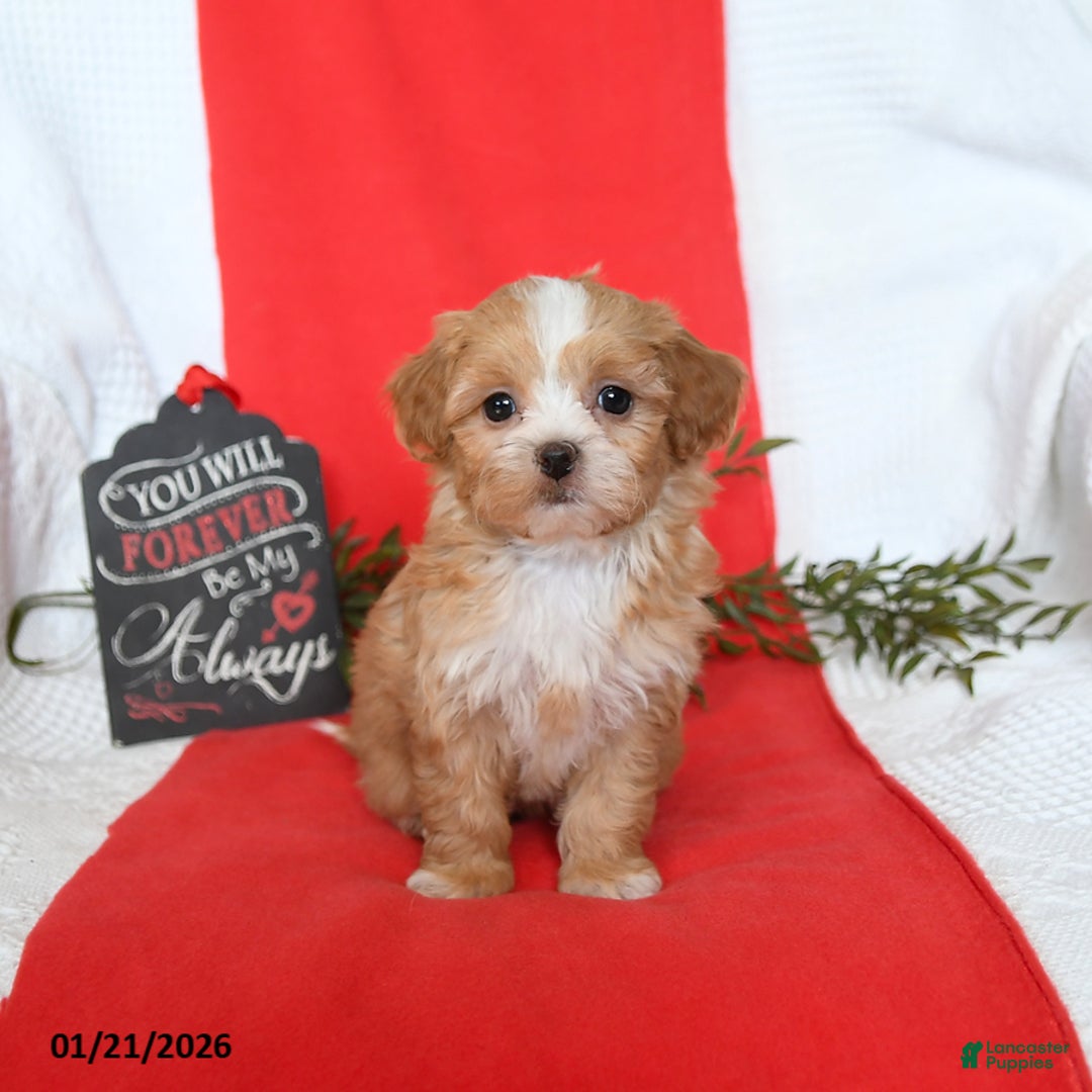 Shihpoo dogs for sale: Duchess - Ad 2