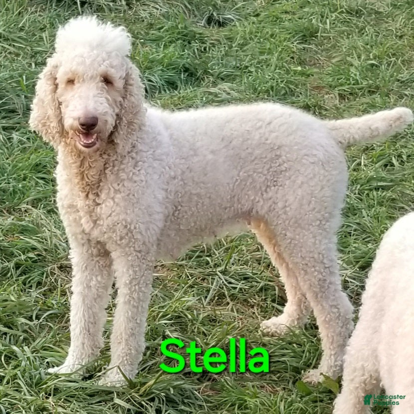 Bernedoodle dogs Bernedoodle Puppy 1 - Ad 2